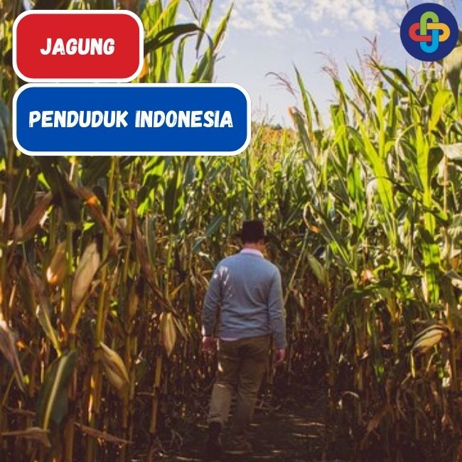 Adanya Hubungan Antara Jagung dan Penduduk Indonesia